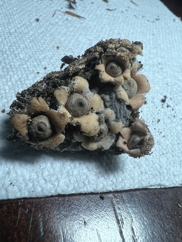 Myceliostroma (Photo 4 of 6)