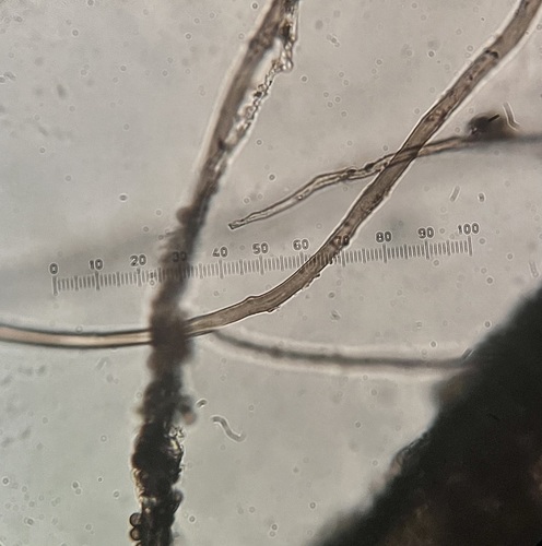 Myceliostroma (Photo 6 of 6)