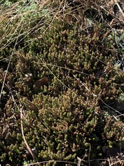 Selaginella corallina