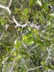 Pseudoziziphus parryi