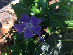 Vinca major