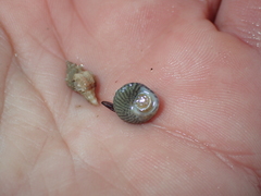 Steromphala cineraria