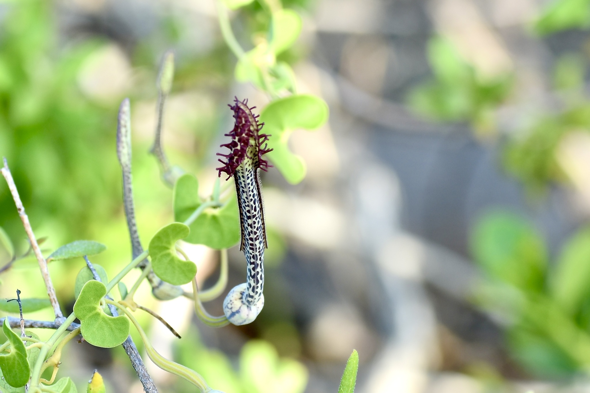 Aristolochia peltata