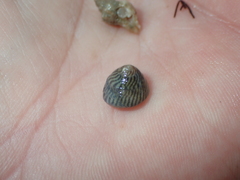 Steromphala cineraria