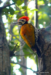 Himalayan Flameback photo 3