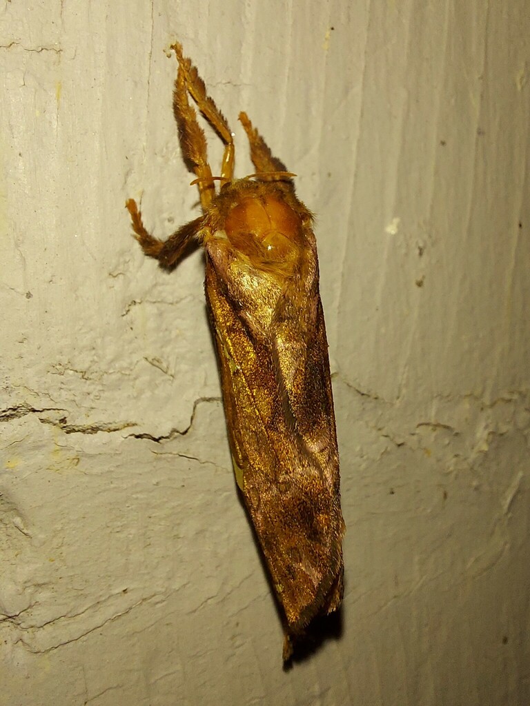 Gold-spotted Ghost Moth