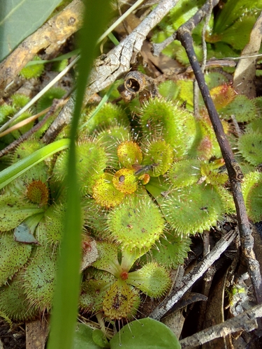 Drosera aberrans