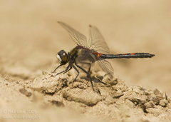 Leucorrhinia rubicunda