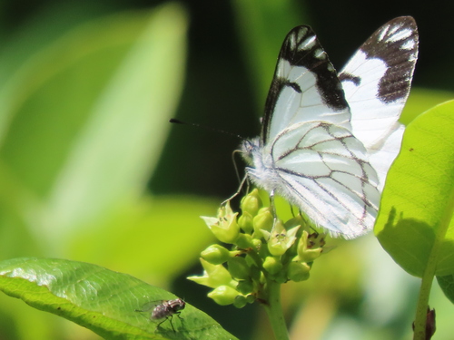 Pine White photo 3