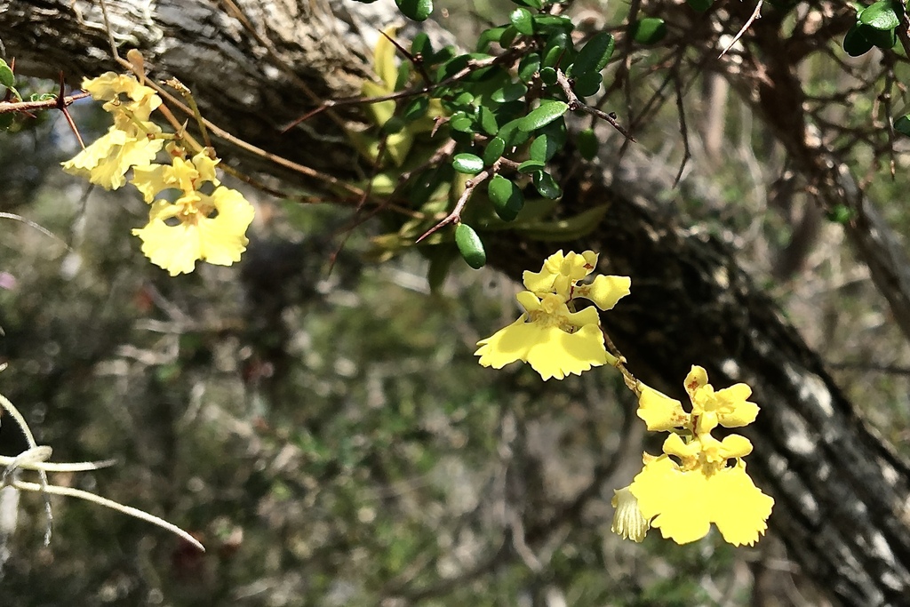 Tolumnia guibertiana