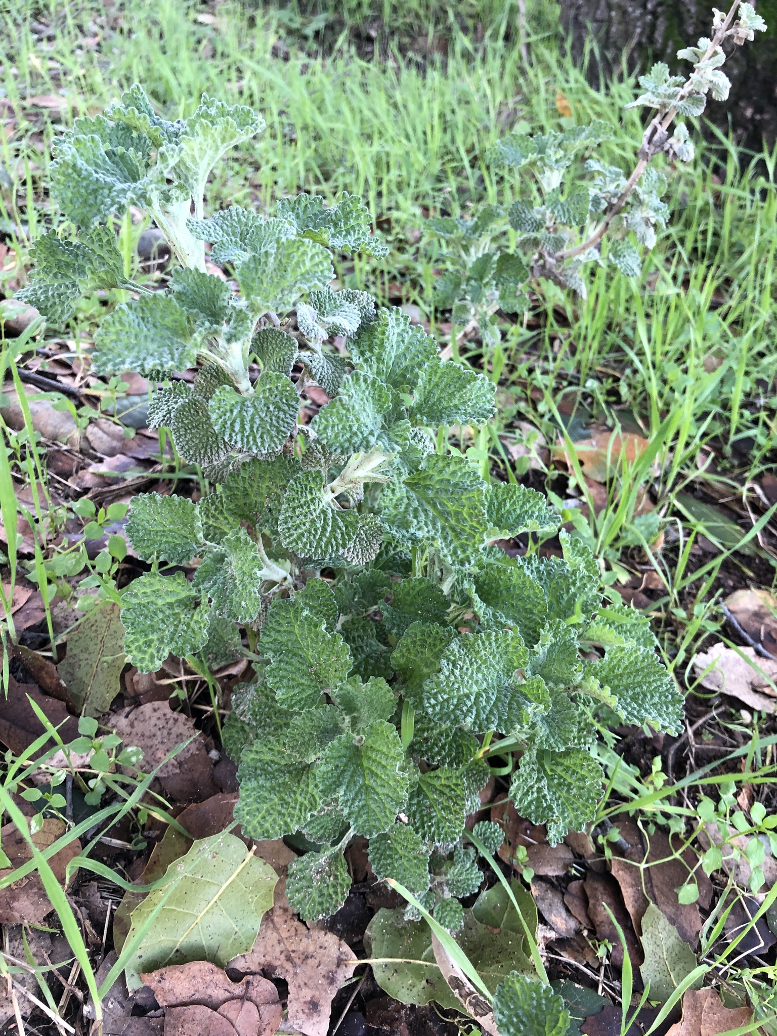 Marrubium vulgare — photo 2