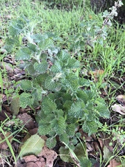 Marrubium vulgare — photo 2