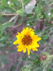 Grindelia pulchella