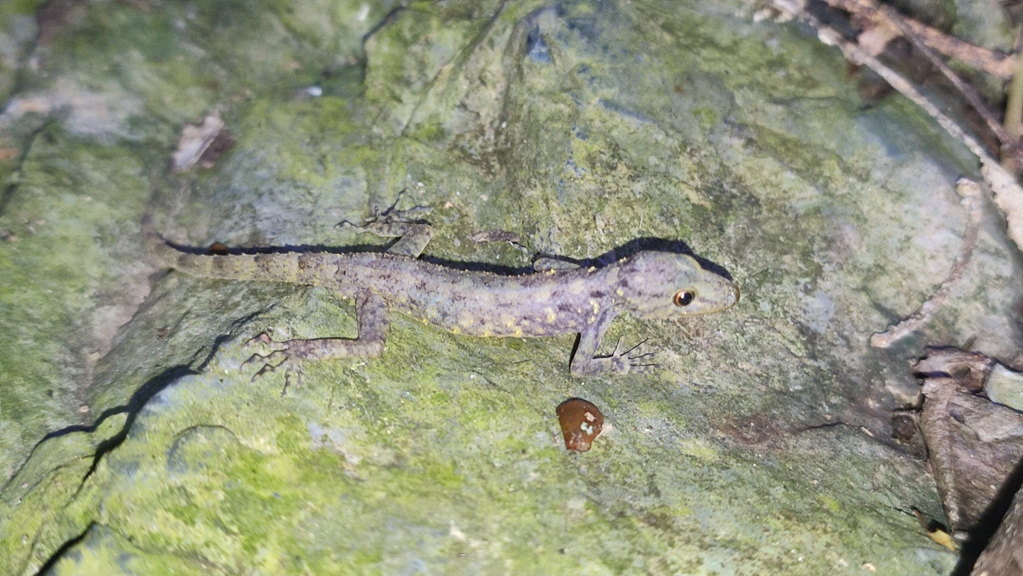 Kamolnorranath's Rock Gecko photo 2