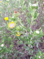 Grindelia pulchella