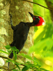 Andaman Woodpecker photo 2