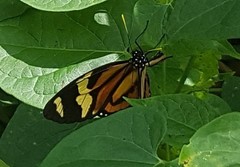 Lycorea halia discreta