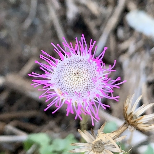 Hofmeisteria fasciculata