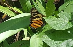 Lycorea halia discreta