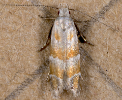 Battaristis vittella