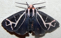 Apantesis figurata