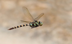 Anax immaculifrons