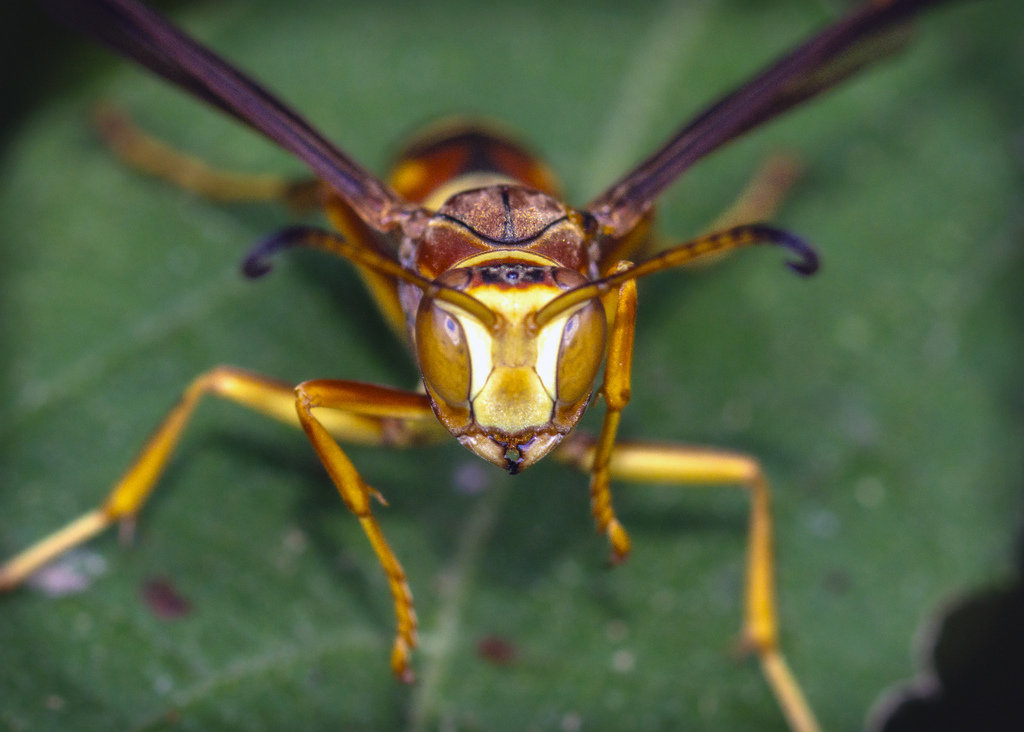 The Ranch Wasp Dark Paper Wasp from Shadow Creek Ranch, Pearland, TX, USA on July 28 ...