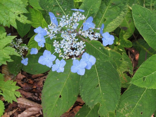 Mountain Hydrangea