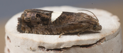 Epiblema gibsoni