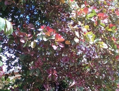 Anacardium occidentale