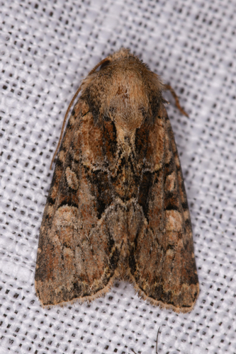 Oblique Brocade Moth