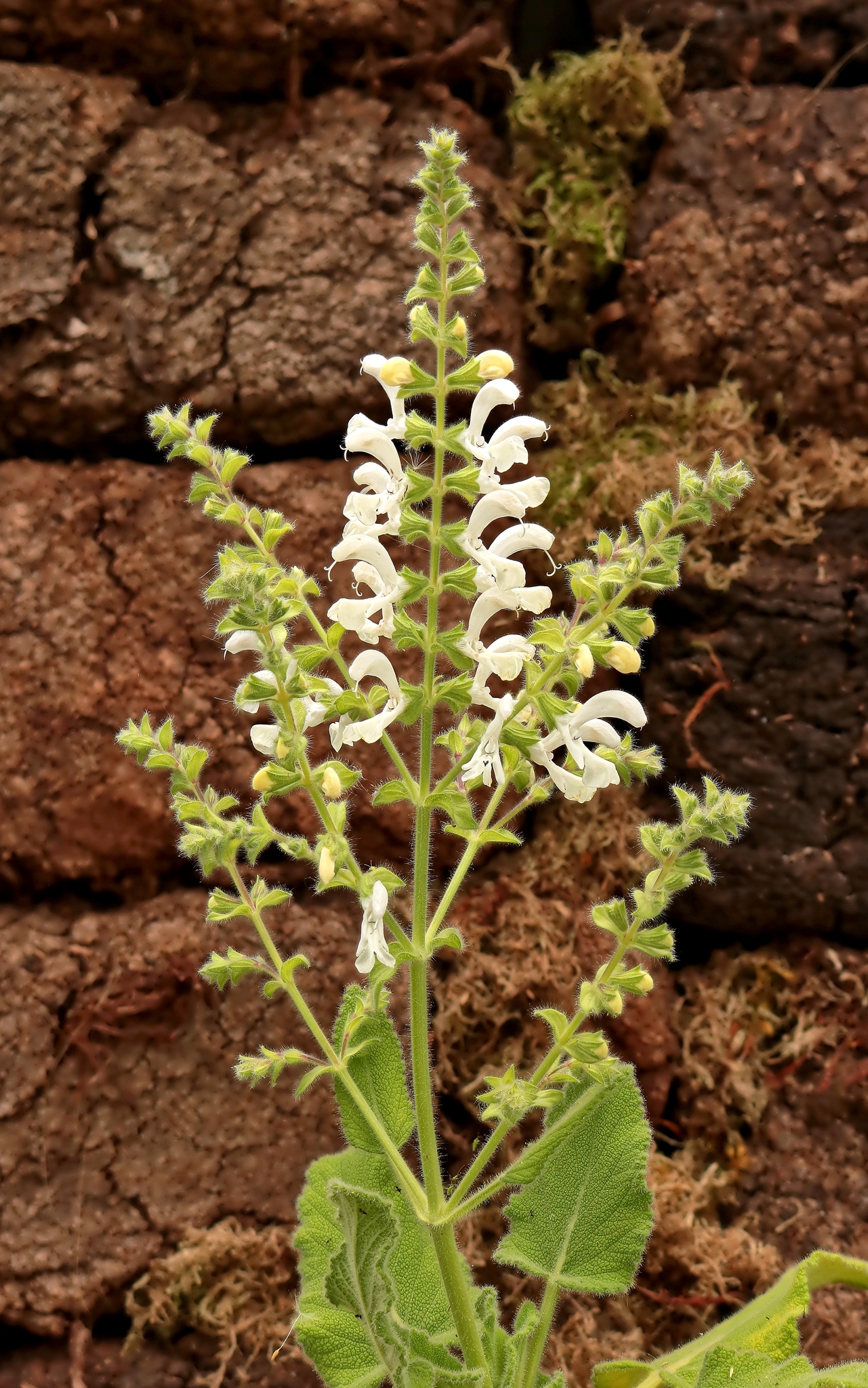 Salvia broussonetii