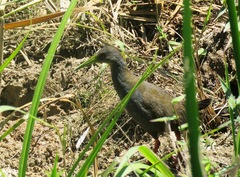 Pardirallus nigricans