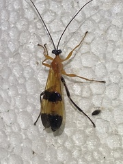 Image of Acrotaphus fasciatus