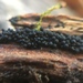 Wood Mulberry - Photo (c) ethancrenson, some rights reserved (CC BY-NC), uploaded by ethancrenson