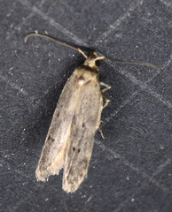 Holcocera chalcofrontella