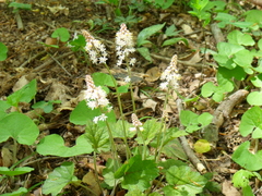 Tiarella