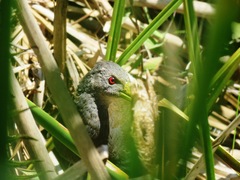 Pardirallus nigricans