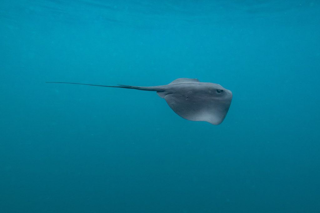 Blue stingray (Pteroplatytrygon violacea) — Dasyatidae