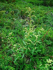 Koenigia tripterocarpa