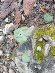 Packera coahuilensis