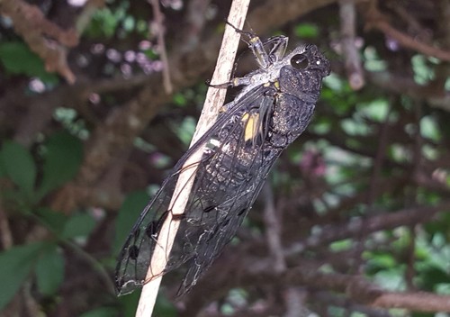 Quesada sodalis