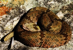 Crotalus lepidus klauberi