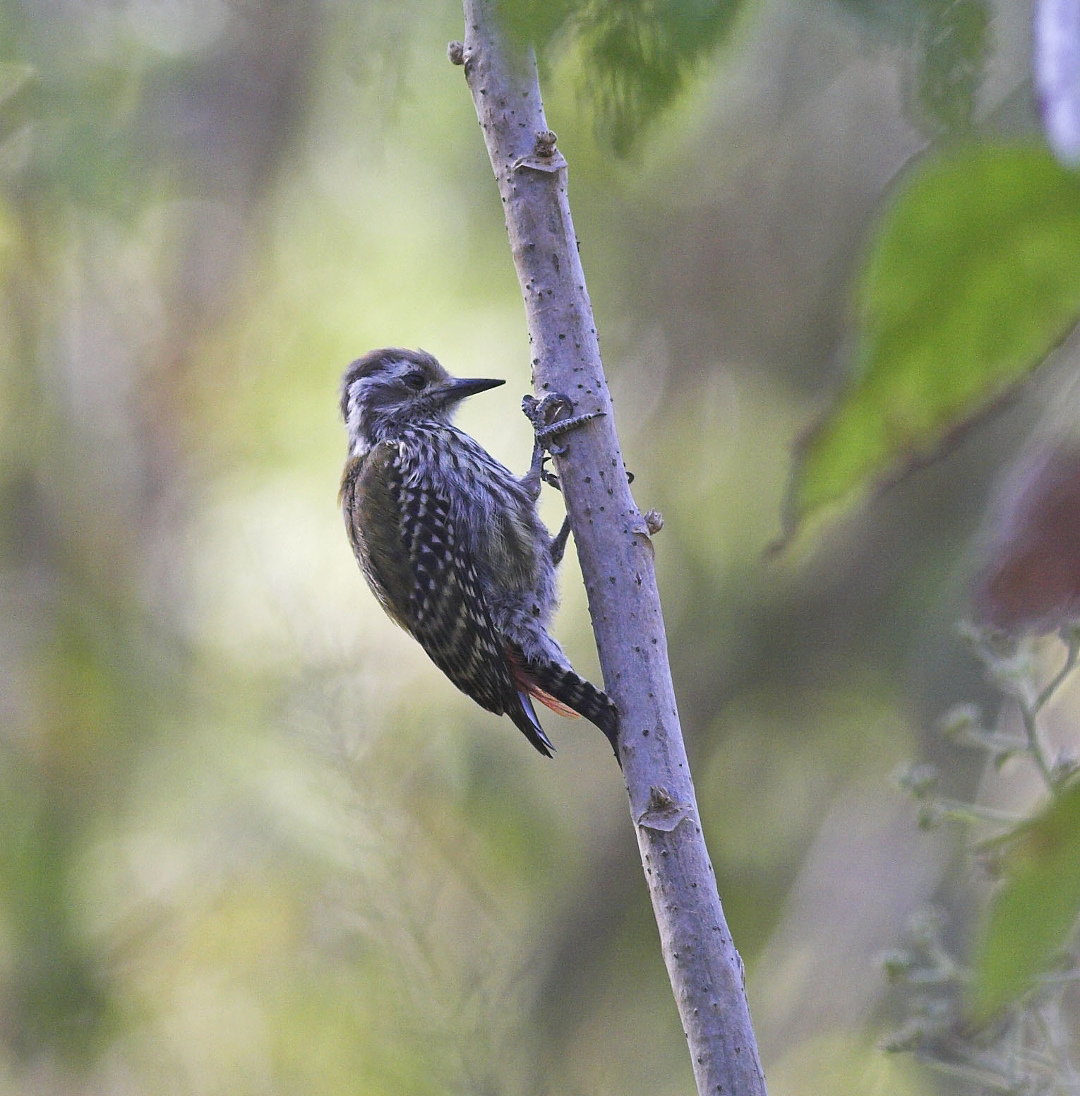 Abyssinian Woodpecker (Dendropicos abyssinicus)