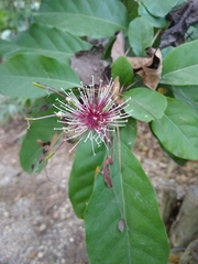 Capparidastrum frondosum