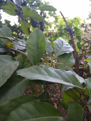 Capparidastrum frondosum