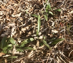 Echinacea angustifolia