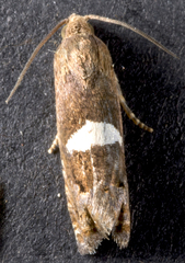 Epiblema gibsoni
