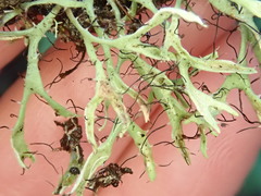 Heterodermia leucomelos