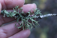 Heterodermia leucomelos